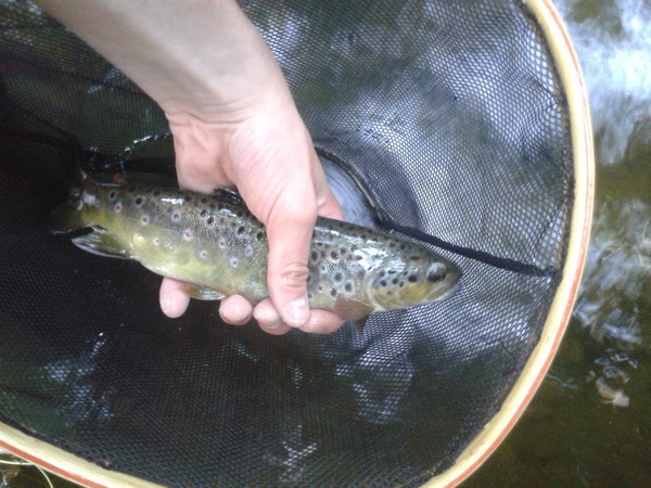 Pêche de la truite à la mouche sur le Gouët (22) 