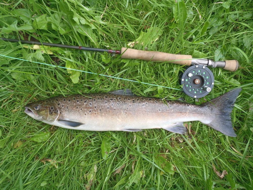 Les Meilleurs Poissons D'avril De 2017